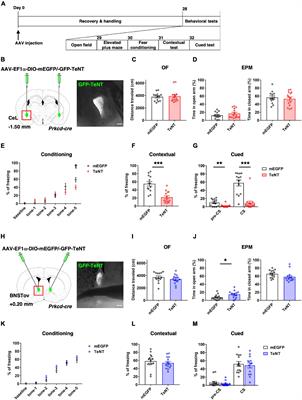 Distinctive Regulation of Emotional Behaviors and Fear-Related Gene Expression Responses in Two Extended Amygdala Subnuclei With Similar Molecular Profiles